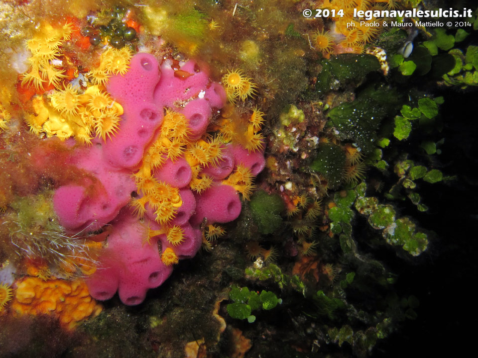 LNI Sulcis - 2014 - Secca di C.Piombo, spugna rosa (Haliclona mediterranea), margherite di mare (Parazoanthus axinellae) e alghe monetine di mare (Halimeda tuna)