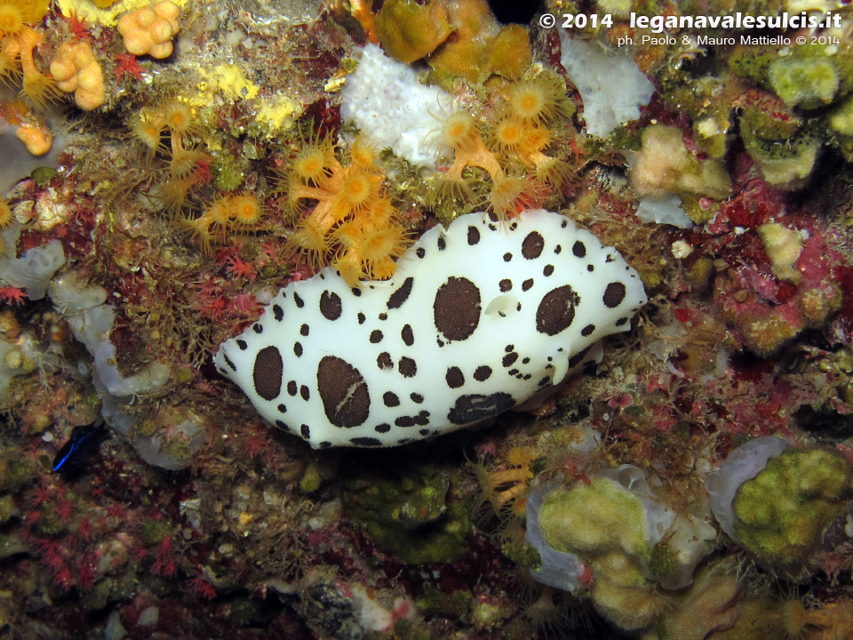 LNI Sulcis - 2014 - Nudibranco Vacchetta di Mare (Discodoris atromaculata)