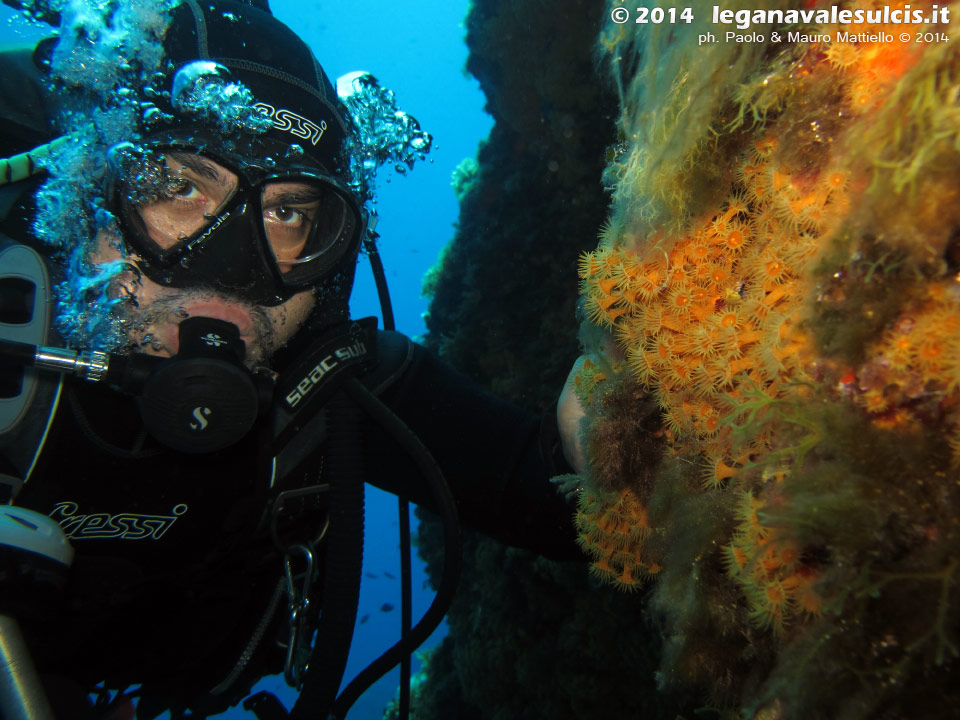 LNI Sulcis - 2014 - Subacqueo e margherite di mare (Parazoanthus axinellae)