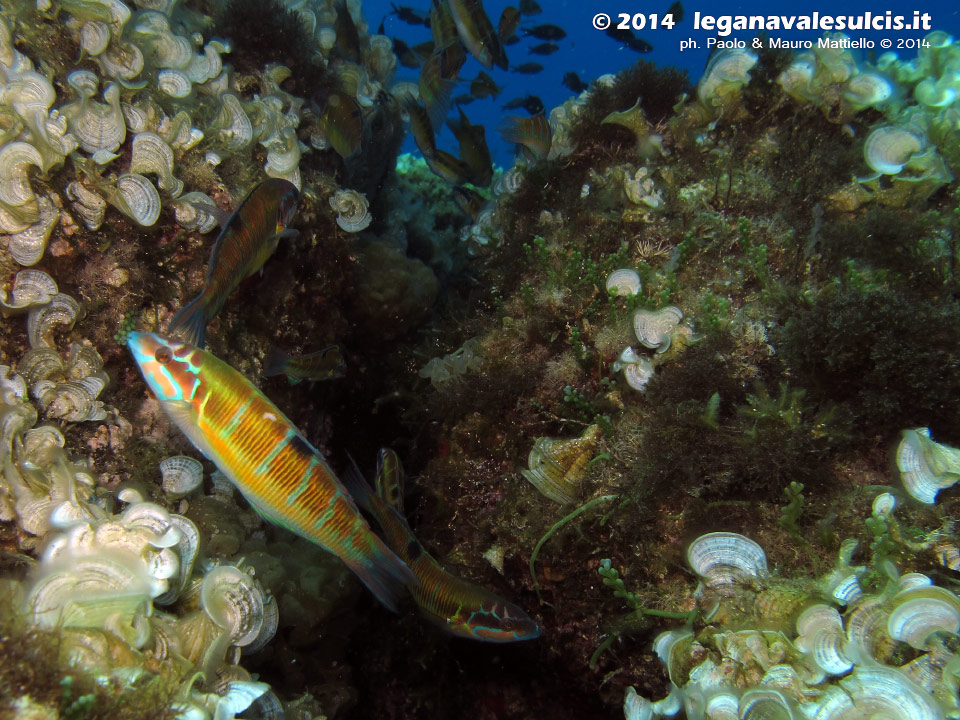 LNI Sulcis - 2014 - Donzelle pavonine (Thalassoma pavo) mentre tentano di mangiare le uova delle castagnole