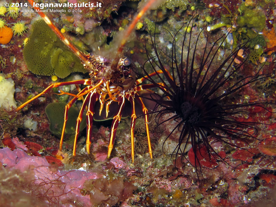 LNI Sulcis - 2014 - Piccola aragosta (Palinurus elephas) accanto ad un bel cerianto (Cerianthus membranaceus)