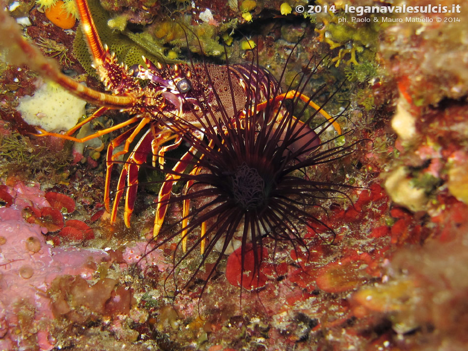 LNI Sulcis - 2014 - Piccola aragosta (Palinurus elephas) accanto ad un bel cerianto (Cerianthus membranaceus)