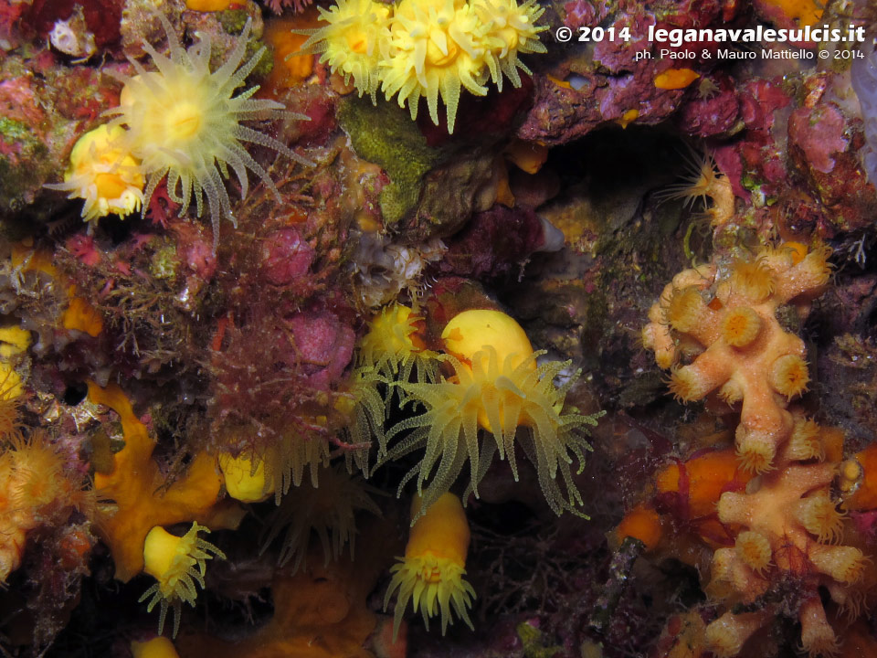 LNI Sulcis - 2014 - Madrepore gialle (Leptopsammia pruvoti). fotografate a buona profondit