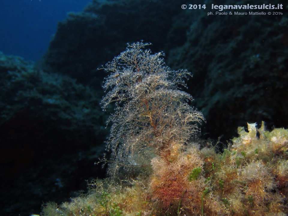 LNI Sulcis - 2014 - Alberello di idrozoi (Eudendrium sp.), cibo favorito di vari nudibranchi