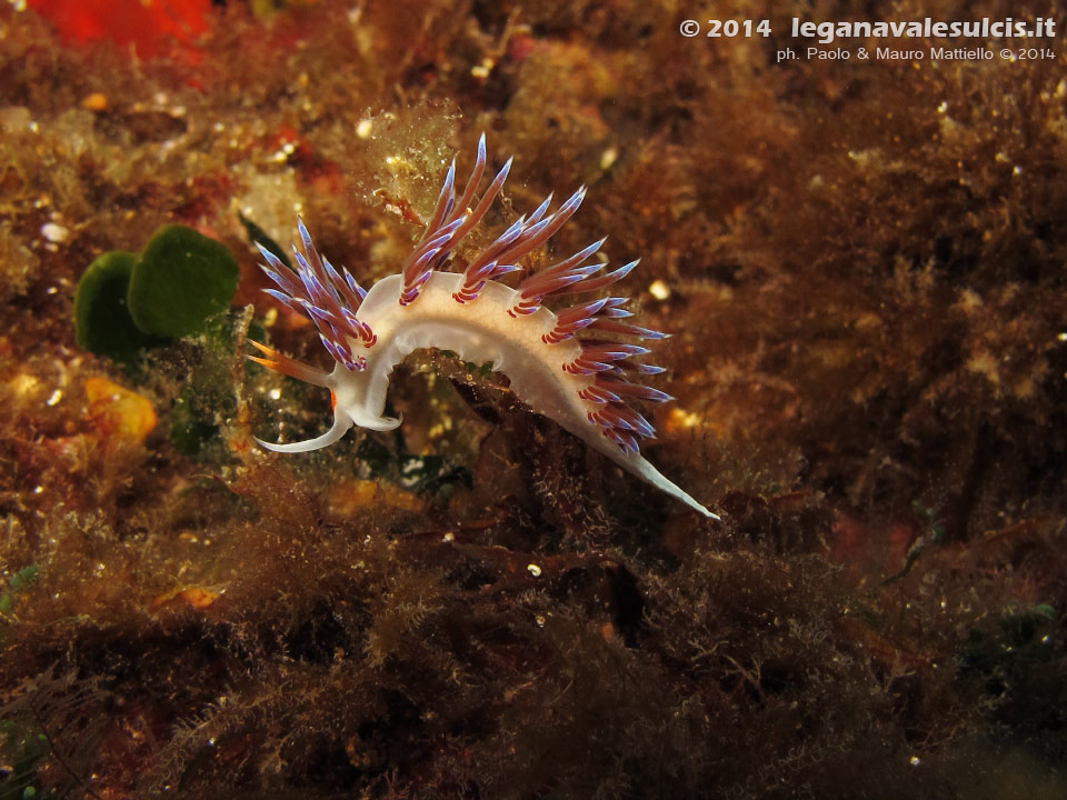 LNI Sulcis - 2014 - Nudibranco Cratena (Cratena peregrina)