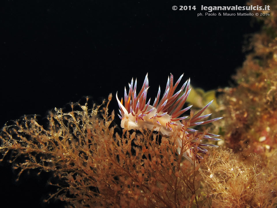 LNI Sulcis - 2014 - Nudibranco Cratena (Cratena peregrina)