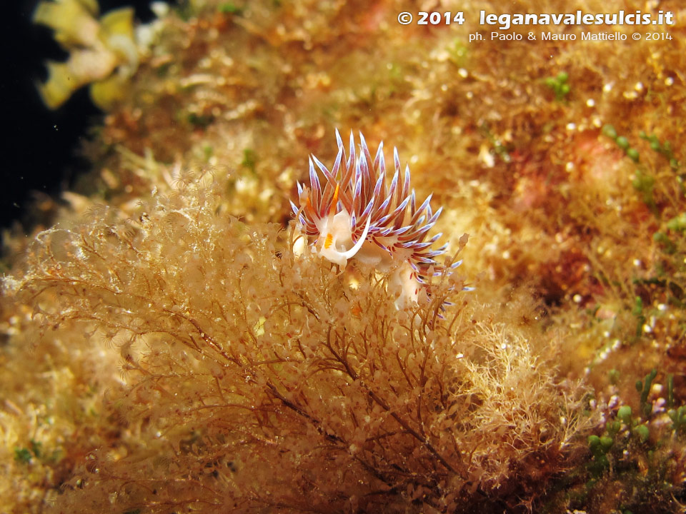 LNI Sulcis - 2014 - Nudibranco Cratena (Cratena peregrina)