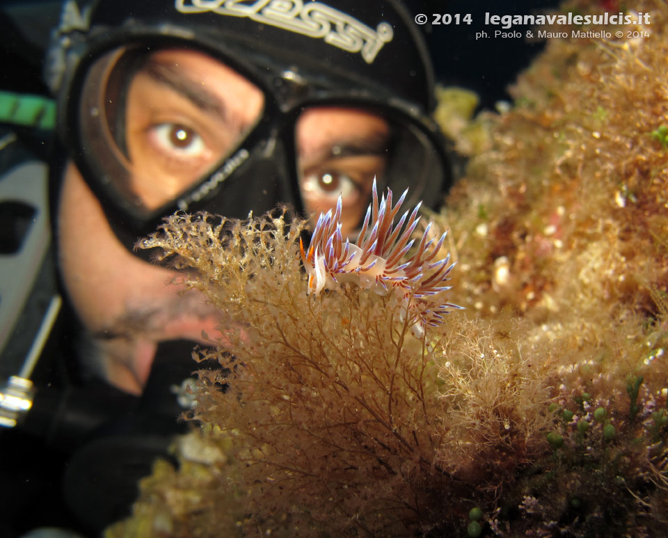 LNI Sulcis - 2014 - Nudibranco Cratena (Cratena peregrina) e subacqueo