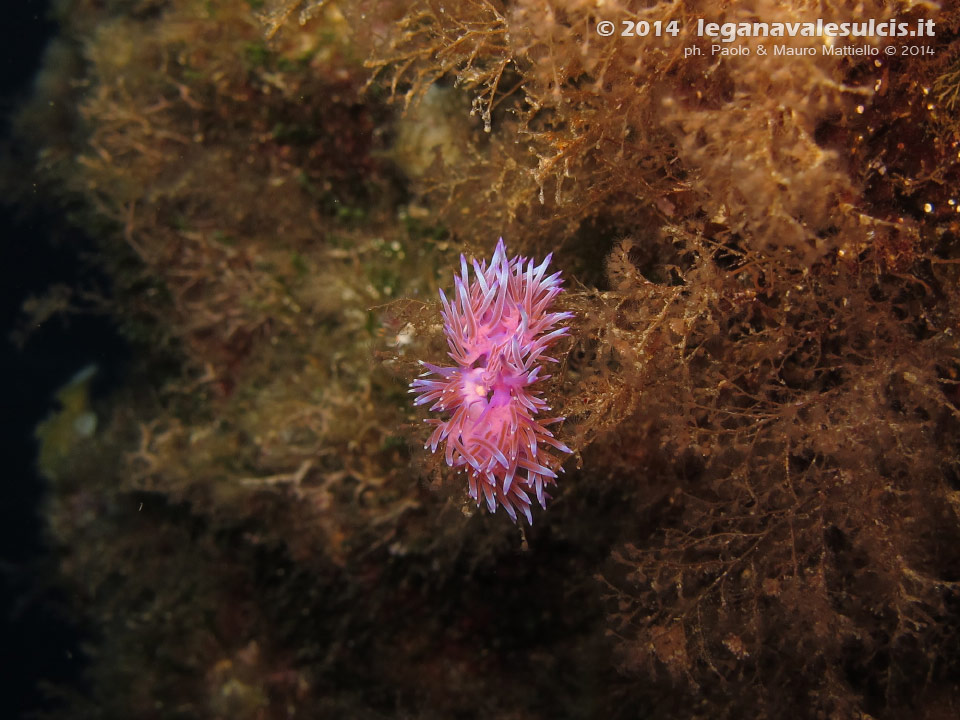 LNI Sulcis - 2014 - Due nudibranchi Flabellina (Flabellina affinis)