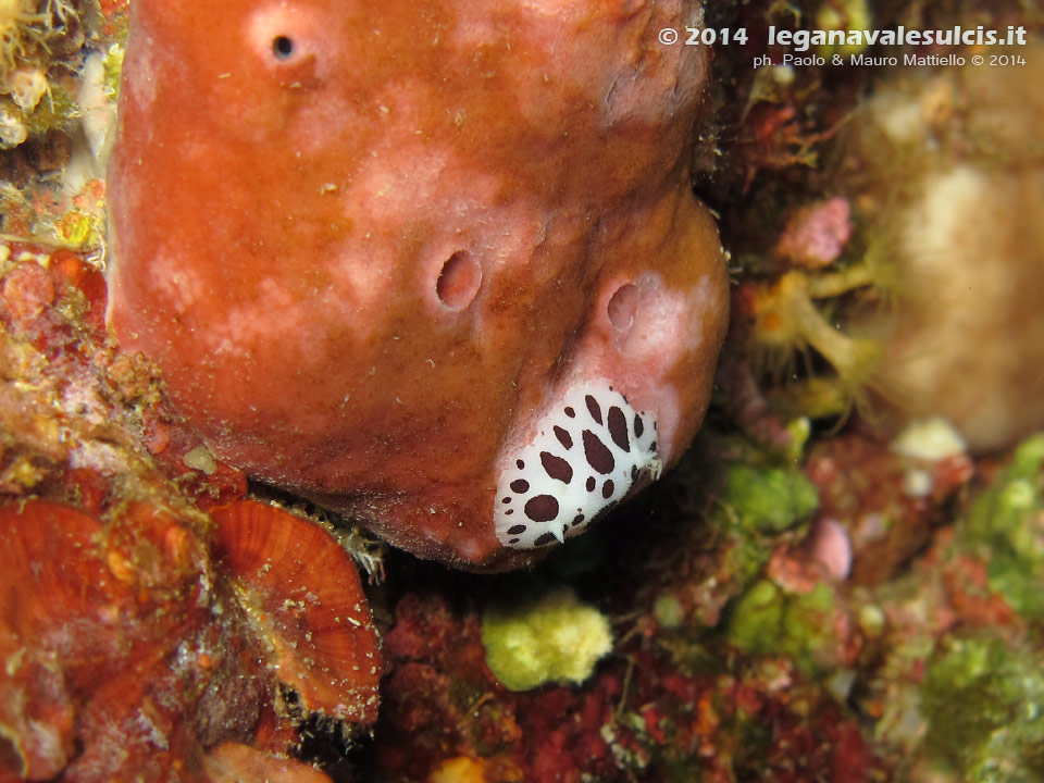 LNI Sulcis - 2014 - Nudibranco vacchetta di mare (Discodoris atromaculata) che si nutre del suo cibo preferito, la spugna petrosia (Petrosia ficiformis)