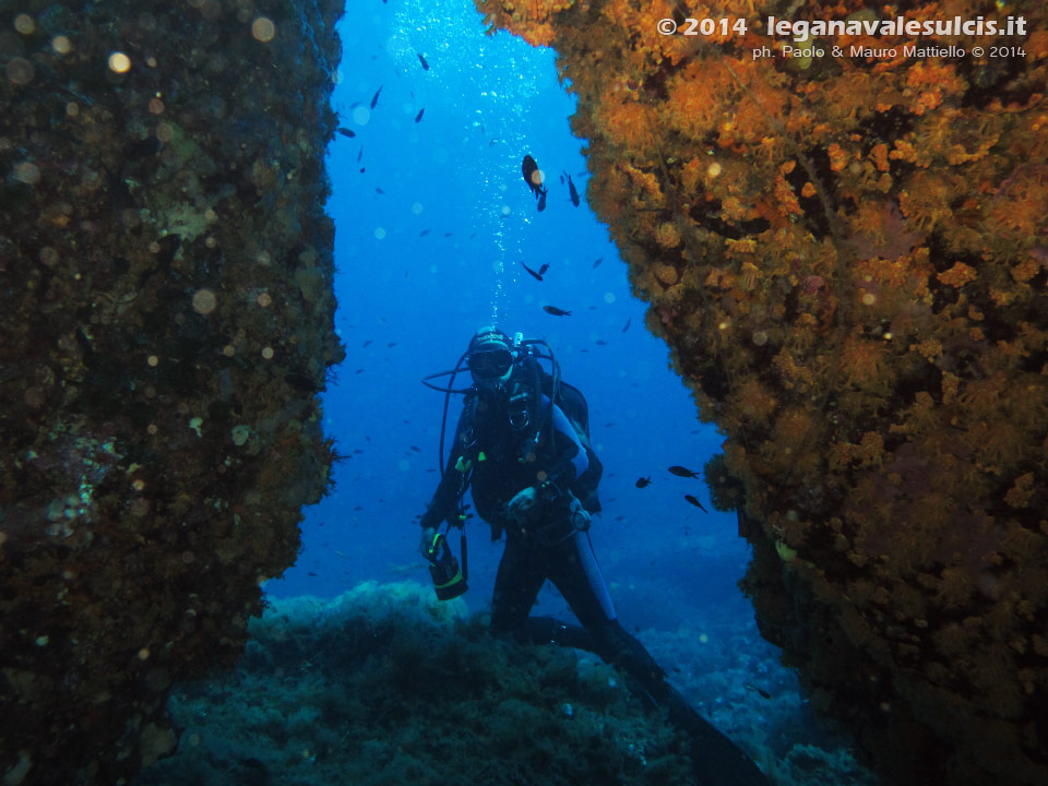 LNI Sulcis - 2014 - Subacqueo e tunnel di margherite di mare (Parazoanthus axienalle)