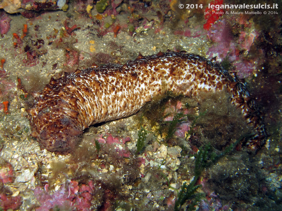 LNI Sulcis - 2014 - Oloturia (Holothuria tubulosa)