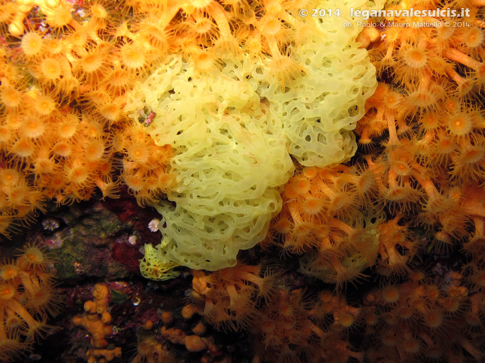 LNI Sulcis - 2014 - Spugna a rete gialla (Clathrina clathrus) in mezzo alle margherite di mare (Parazoanthus axinellae)