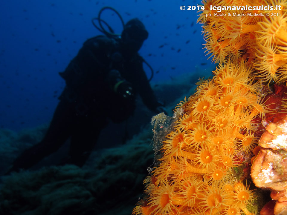 LNI Sulcis - 2014 - Subacqueo e parete di margherite di mare (Parazoanthus axinellae)