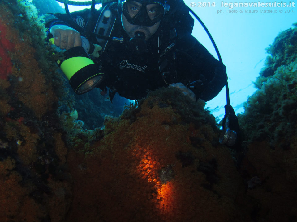 LNI Sulcis - 2014 - Subacqueo illumina le margherite di mare (Parazoanthus axinellae)