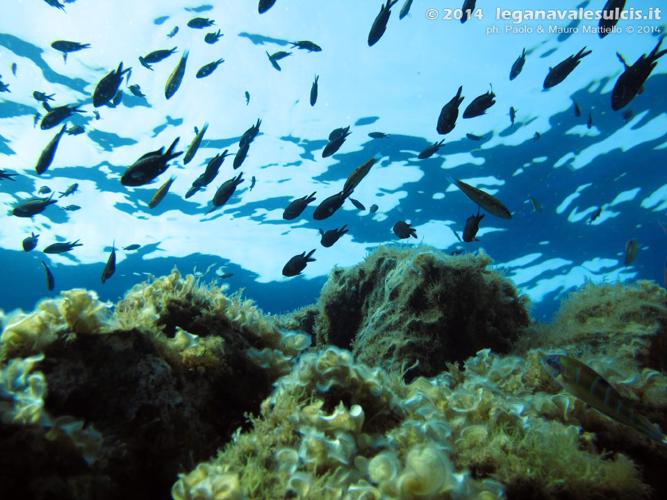 LNI Sulcis - 2014 - Cappello della secca di C.Piombo e castagnole (Chromis chormis)