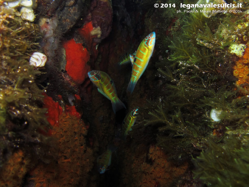 LNI Sulcis - 2014 - Donzelle pavonine (Thalassoma pavo)