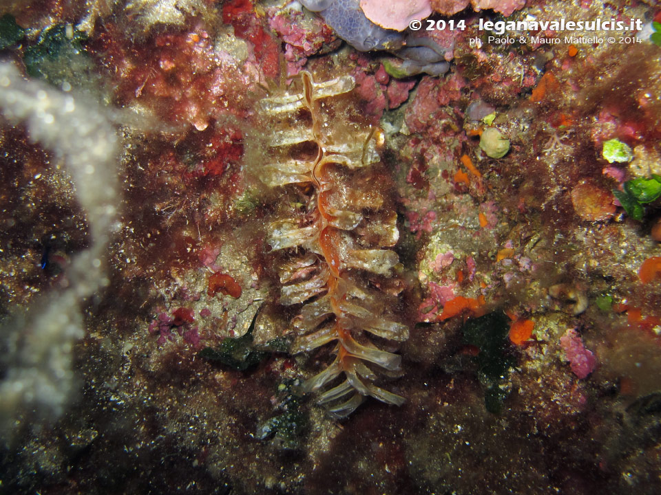 LNI Sulcis - 2014 - Nacchera spinosa (Pinna rudis)