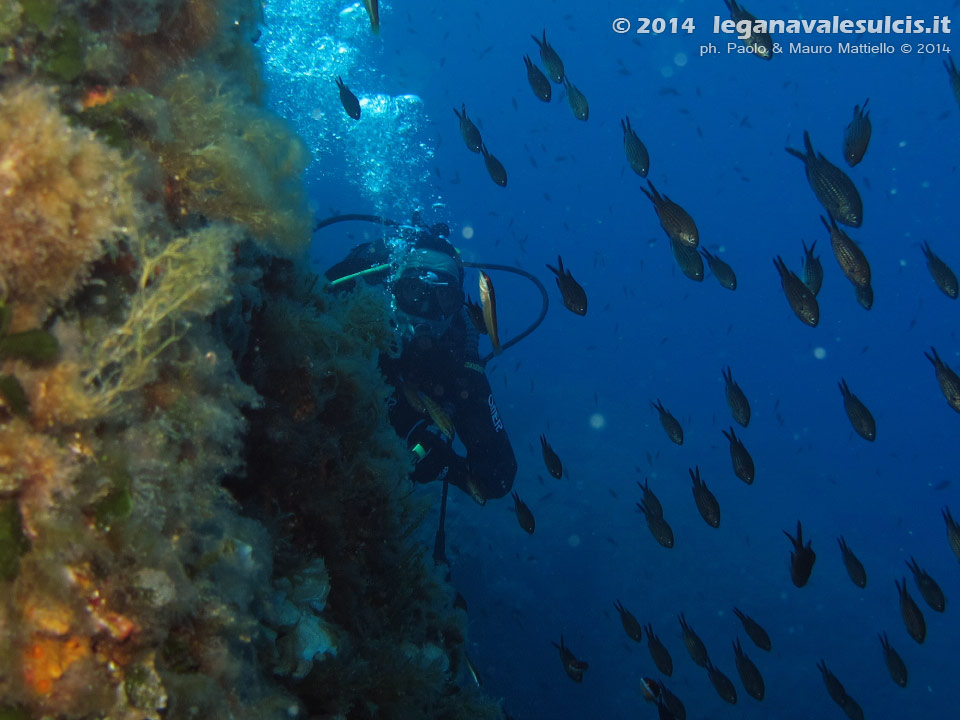 LNI Sulcis - 2014 - Subacqueo, parete e castagnole (Chromis chromis)