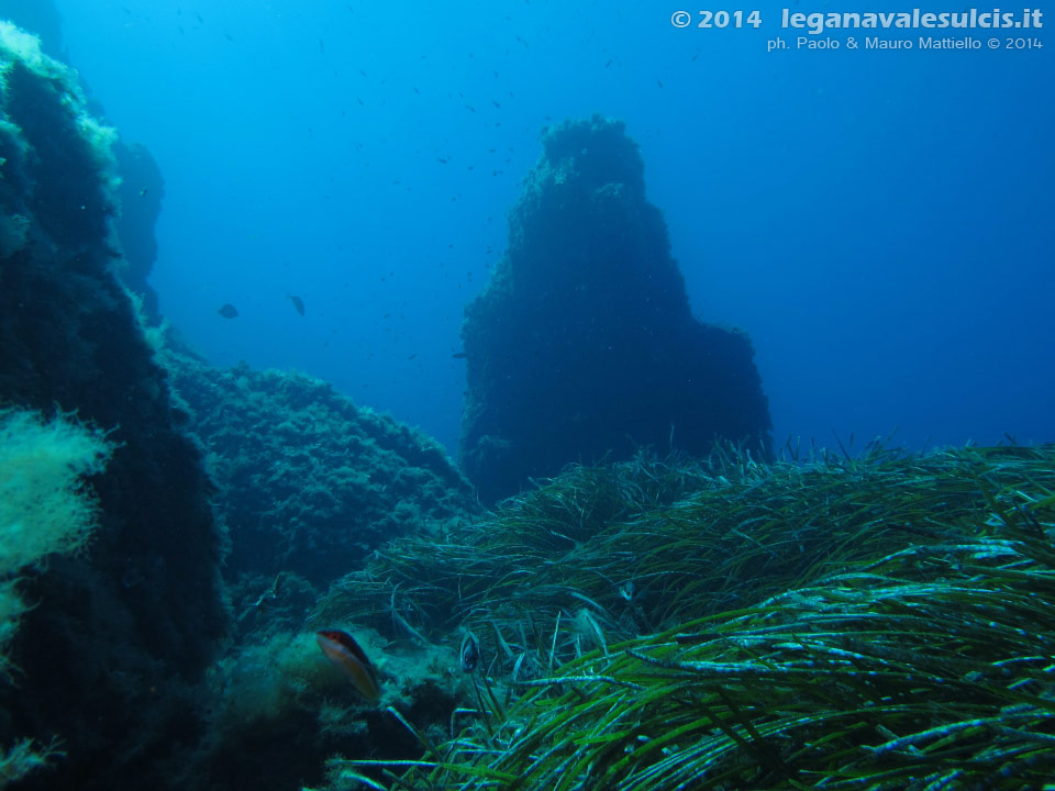 LNI Sulcis - 2014 - Posidonia e monolito isolato presso la punta di Cala Piombo