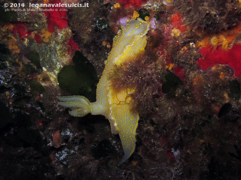 LNI Sulcis - 2014 - Nudibranco Hypselodoris picta