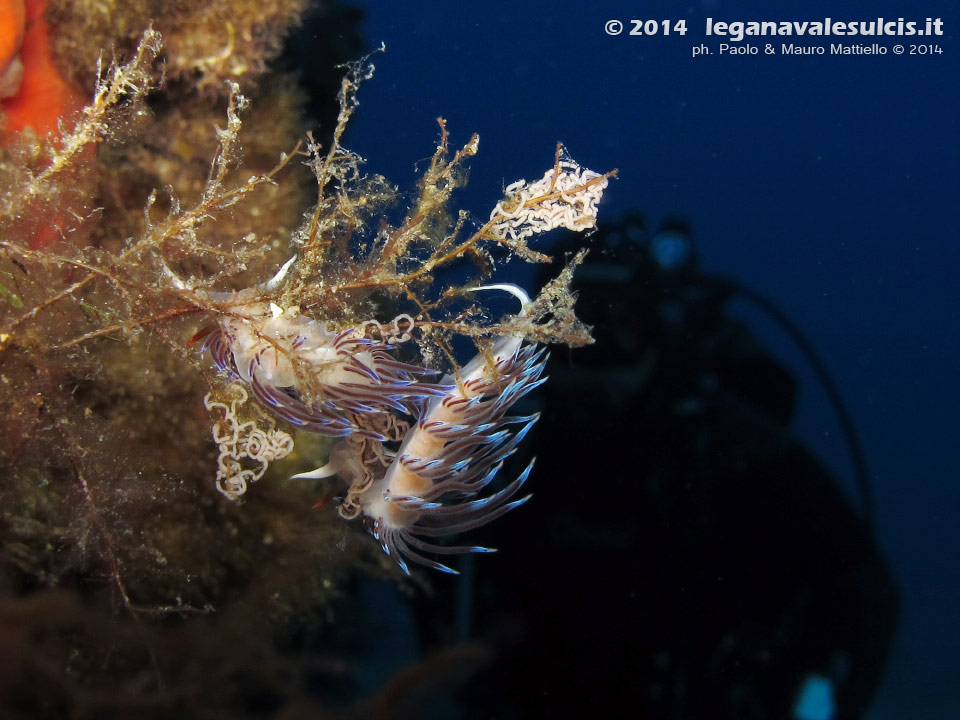 LNI Sulcis - 2014 - Nudibranco Cratena (Cratena peregrina)