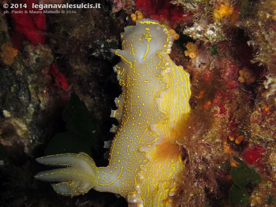 LNI Sulcis - 2014 - Nudibranco Hypselodoris picta