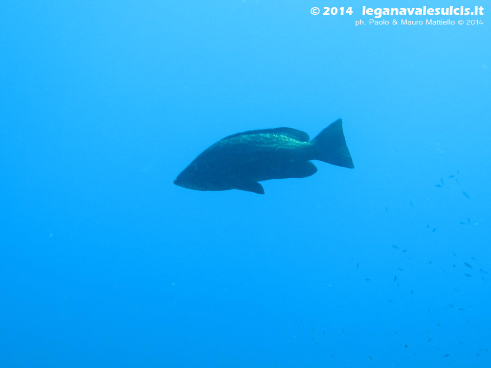 LNI Sulcis - 2014 - Dotto, o Cernia Dorata (Epinephelus costae)