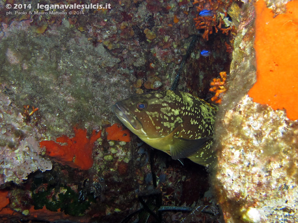 LNI Sulcis - 2014 - Piccolo esemplare di cernia bruna (Epinephelus marginatus)