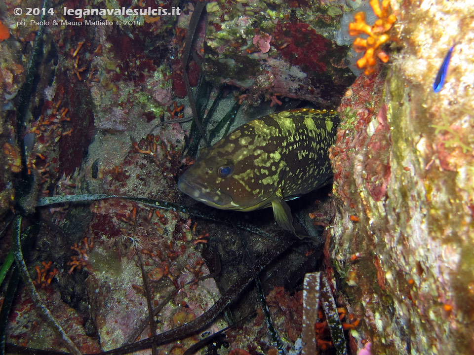 LNI Sulcis - 2014 - Piccolo esemplare di cernia bruna (Epinephelus marginatus)