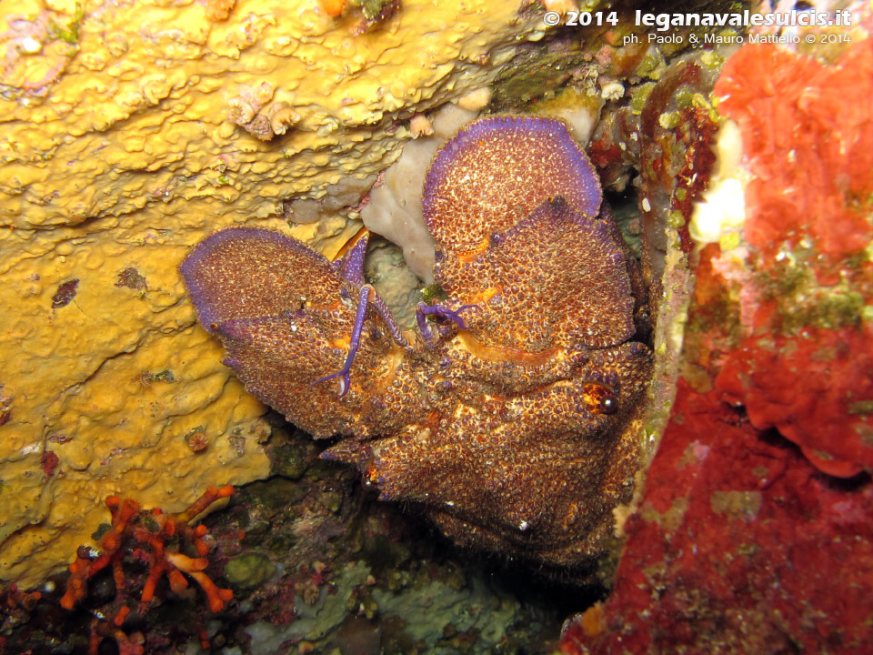 LNI Sulcis - 2014 - Cicala di mare (Scyllarus arctus)