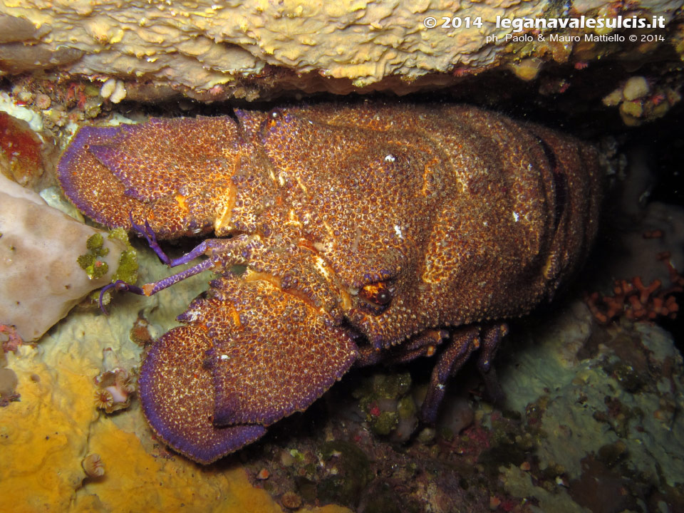 LNI Sulcis - 2014 - Cicala di mare (Scyllarus arctus)