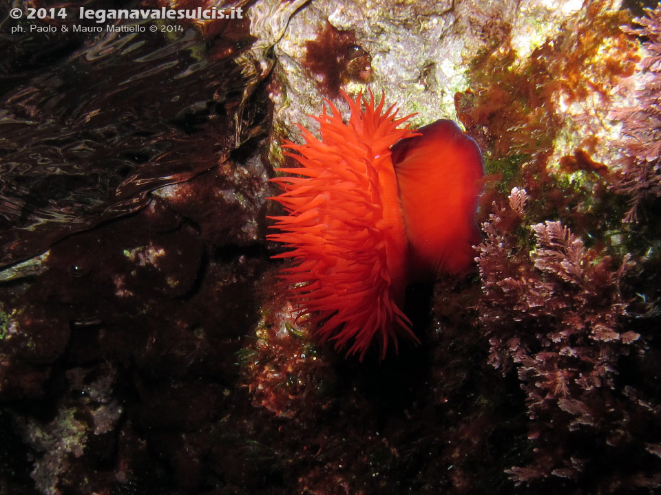 LNI Sulcis - 2014 - Pomodoro di mare (Actinia equina)