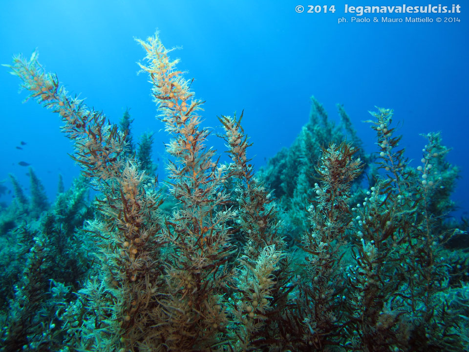 LNI Sulcis - 2014 - Isola del Toro, alga Sargasso comune (Sargassum vulgare)