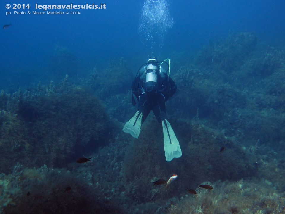 LNI Sulcis - 2014 - Isola del Toro, sub in mezzo ai sargassi (Sargassum vulgare)