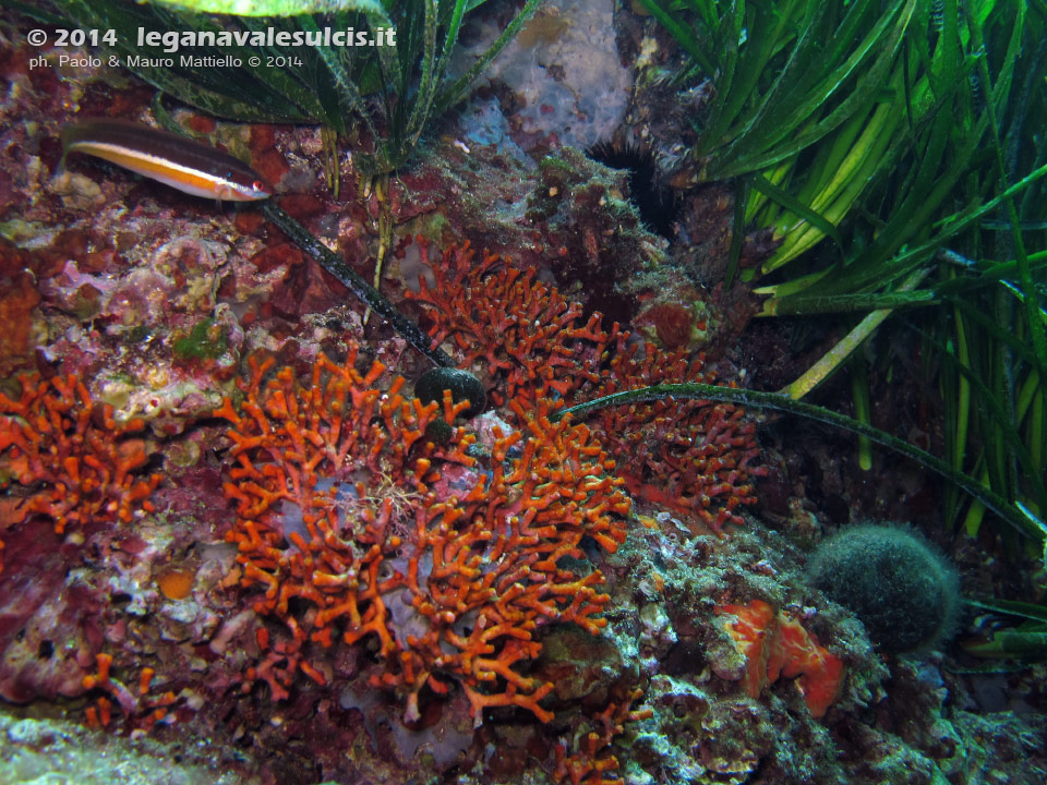 LNI Sulcis - 2014 - Falso corallo (Myriapora truncata) e posidonia (Posidonia oceanica)