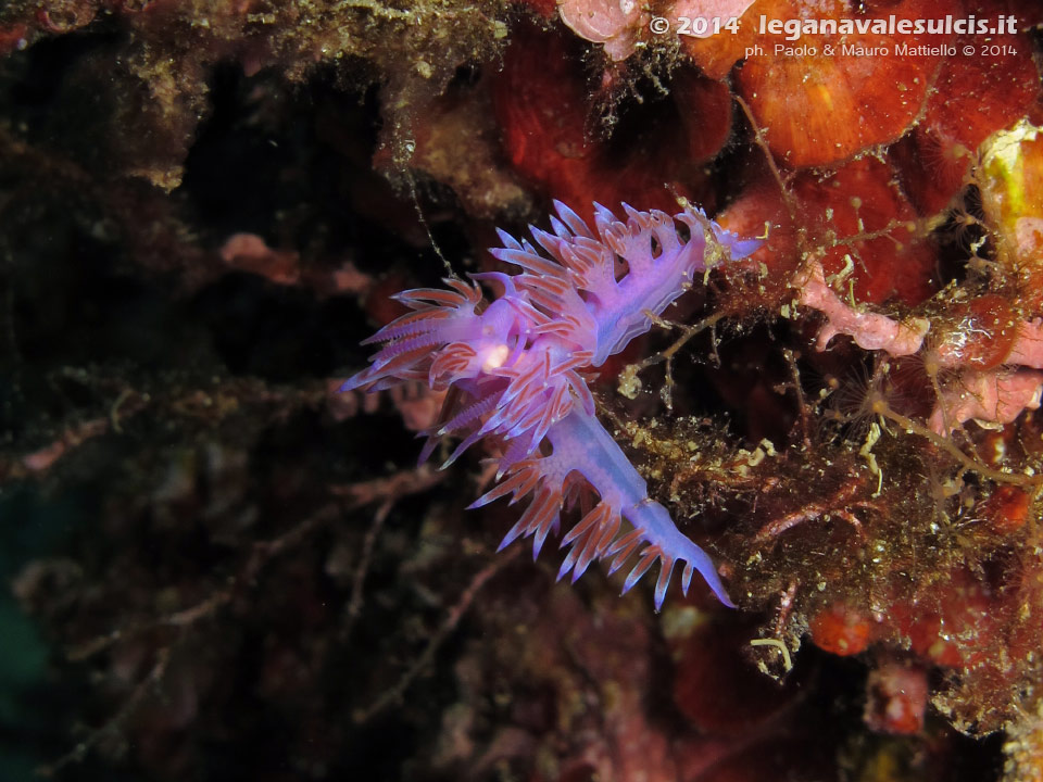 LNI Sulcis - 2014 - Accoppiamento di due nudibranchi flabellina (Flabellina affinis)