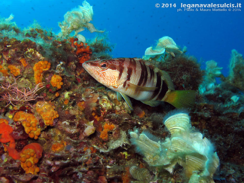 LNI Sulcis - 2014 - Sciarrano (Serranus scriba)