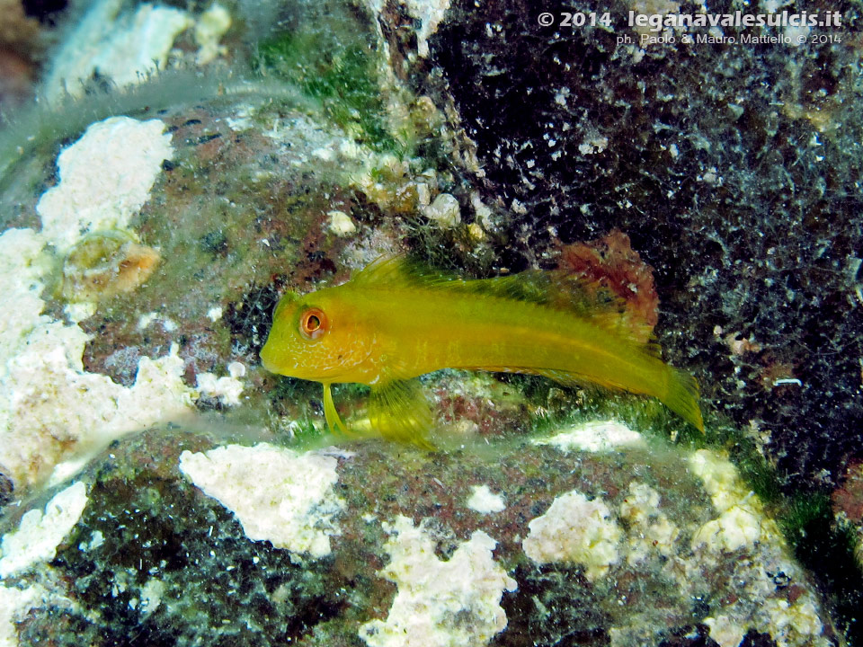 LNI Sulcis - 2014 - Minuscola presunta Bavosa Africana (Parablennius pilicornis),