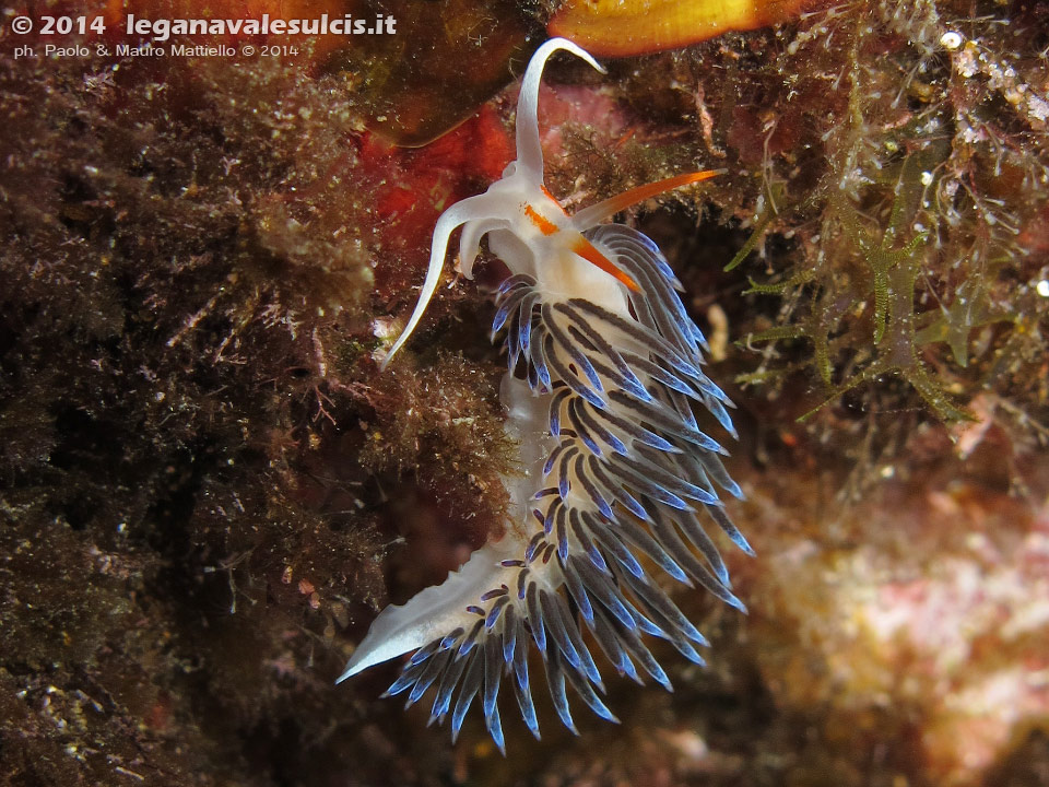 LNI Sulcis - 2014 - Nudibranco Cratena (Cratena peregrina)