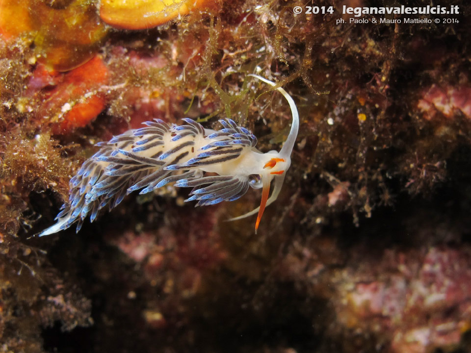 LNI Sulcis - 2014 - Nudibranco Cratena (Cratena peregrina)