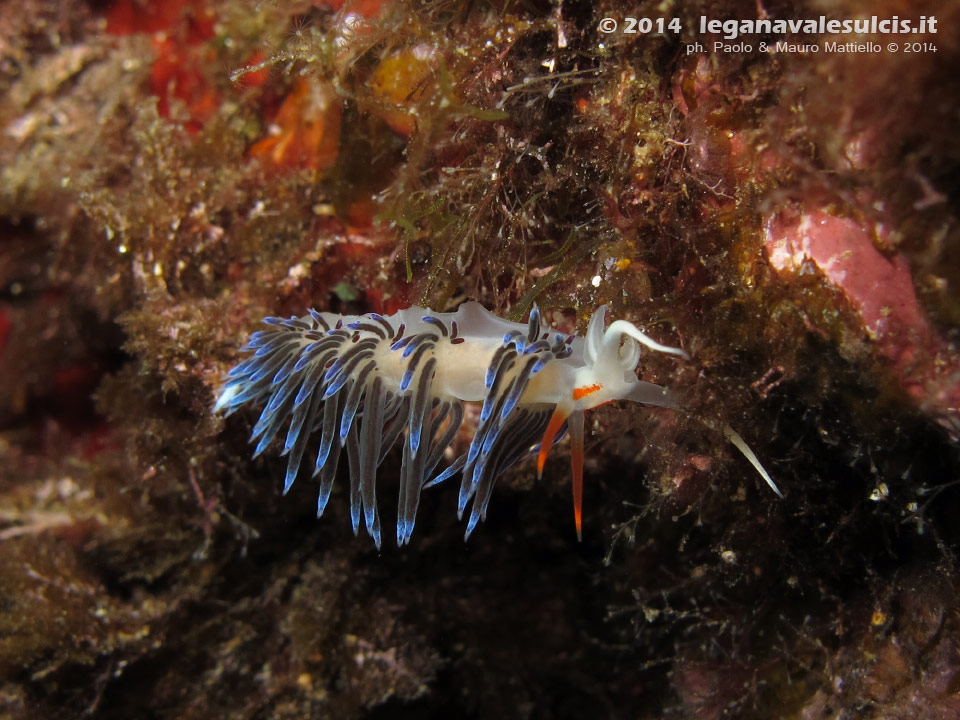 LNI Sulcis - 2014 - Nudibranco Cratena (Cratena peregrina)