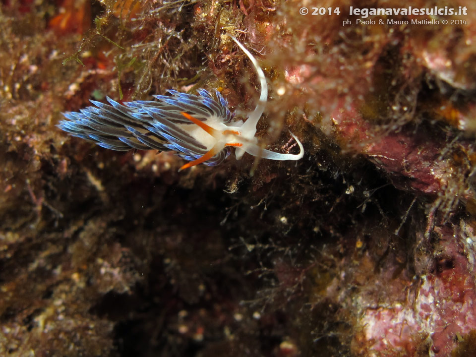 LNI Sulcis - 2014 - Nudibranco Cratena (Cratena peregrina)