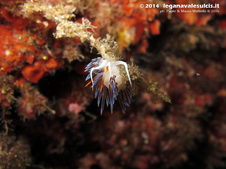 LNI Sulcis - 2014 - Nudibranco Cratena (Cratena peregrina)