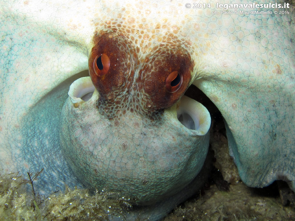 LNI Sulcis - 2014 - Piccolo polpo (Octopus vulgaris)