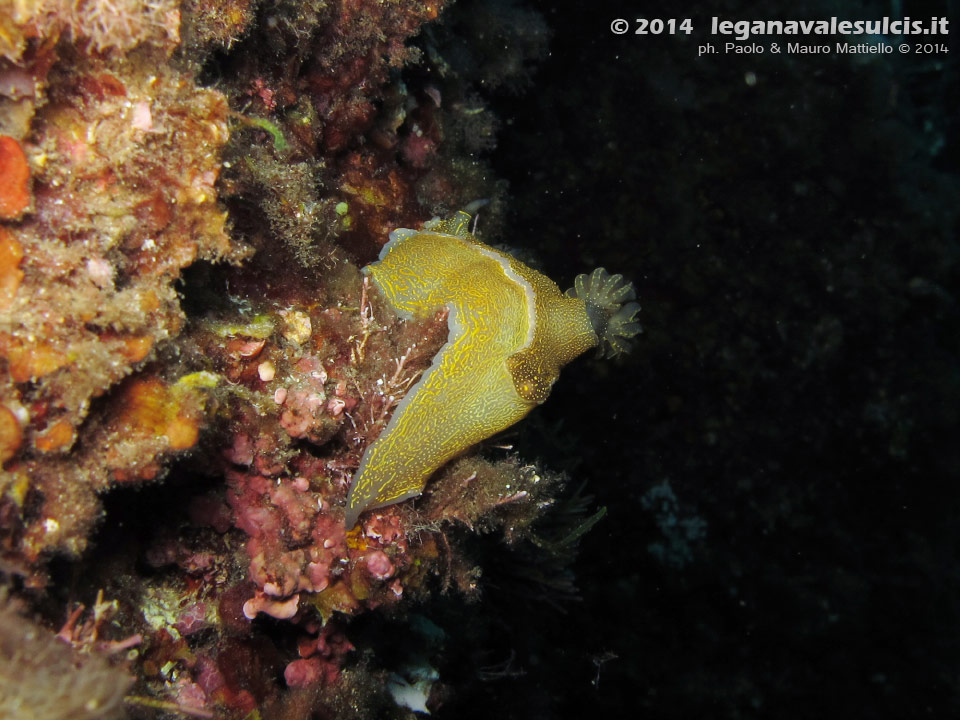 LNI Sulcis - 2014 - Nudibranco Hypselodoris picta