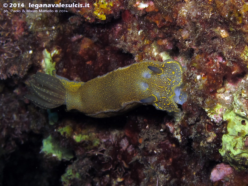 LNI Sulcis - 2014 - Nudibranco Hypselodoris picta