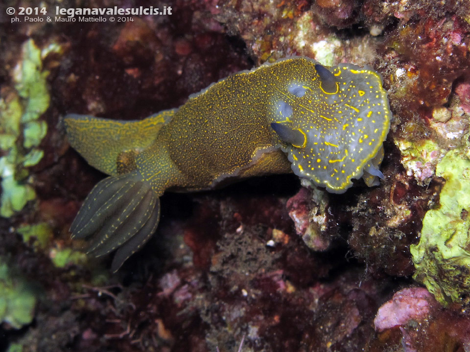 LNI Sulcis - 2014 - Nudibranco Hypselodoris picta