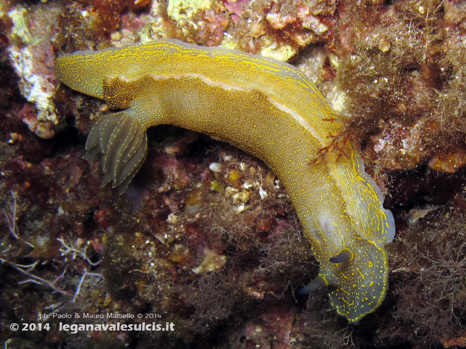 LNI Sulcis - 2014 - Nudibranco Hypselodoris picta