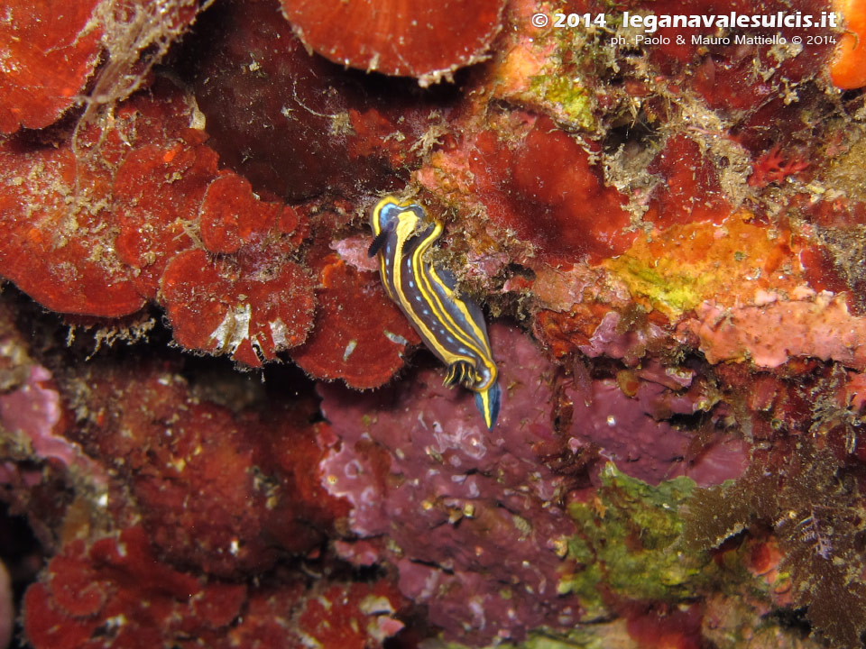 LNI Sulcis - 2014 - Nudibranco Hypselodoris fontandraui (2 cm)